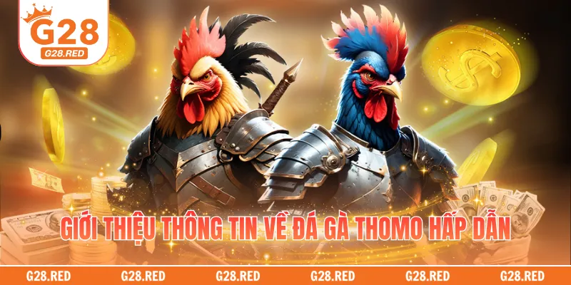 Giới thiệu thông tin về đá gà Thomo hấp dẫn