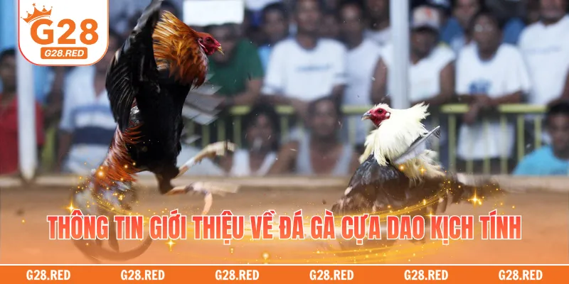 Thông tin giới thiệu về đá gà cựa dao kịch tính